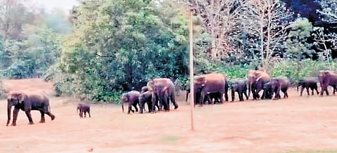 The jumbo herd roaming in Sukhasan reserve forest of Athagarh division | Express