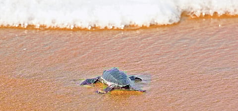 An Olive Ridley turtle hatchling released to the sea at Poonthura beach | express