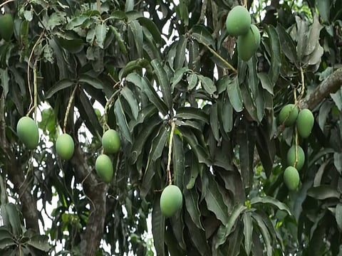 Malda mango traders push for airport reopening to boost exports and farmer earnings ahead assembly elections