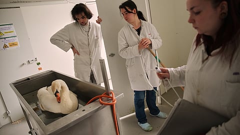 Volunteers treat a swan at the Wildlife Veterinary Hospital in Maisons-Alfort, outside Paris, April 17, 2026.