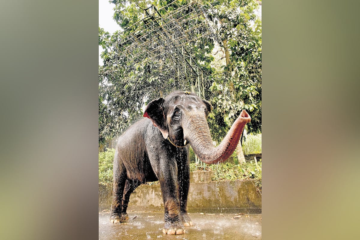 In relief from scorching sun, jumbos celebrate ‘shower bath' at Konni camp