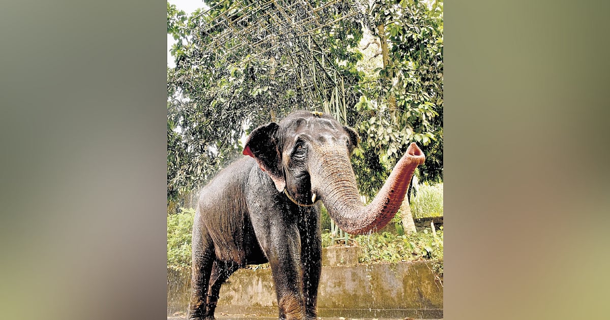 In relief from scorching sun, jumbos celebrate ‘shower bath' at Konni camp