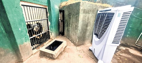 A cooler installed in front of the sloth bear’s enclosure at Sambalpur Zoo 