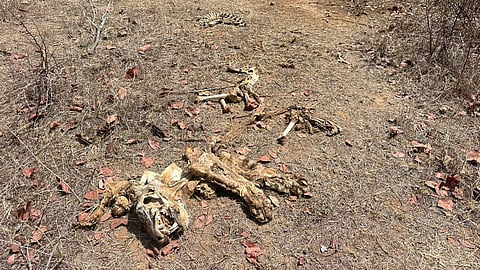 The skeletal remain of the  young adult tiger found in Panna Tiger Reserve.
