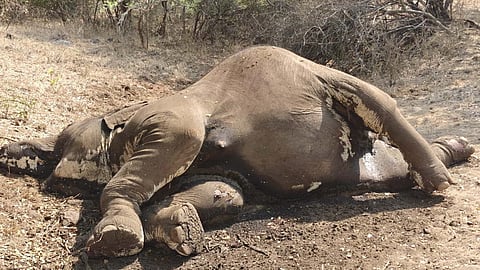  A 47 year old female elephant died due birth related complications near Thengumarahada in Nilgiris Eastern slope in MTR. 