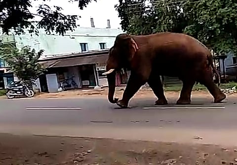 People were shocked to find a male wild elephant that entered inside Dhaliyur village near Kanuvai.