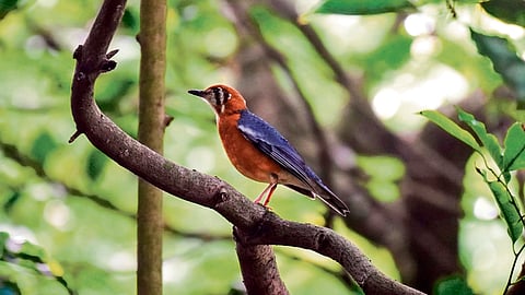 Global exercise places India among top 5 countries in bird diversity