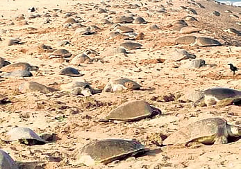 Around 60,6,933 turtles had laid eggs at Gahirmatha from March 5 to 10 last year.