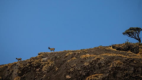 The third survey this year spans over 3,100km covering habitats from Ashambu Mottai in Kanniyakumari in the south to Tavalamalai in Gudalur in the north.