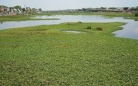 Invasive water hyacinth plant seen widely in the Vaigai river bed in Madurai.