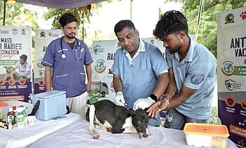 A stray dog being vaccinated during the special mass dog vaccination drive
