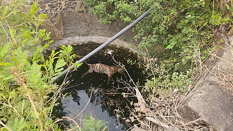 Young adult male tiger found dead in a well in south-eastern Madhya Pradesh’s Seoni district on Sunday afternoon.