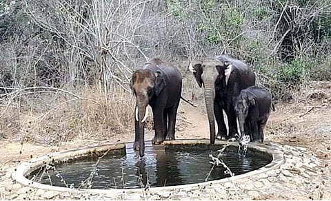 To quench the thirst of wildlife, forest department is filling water at 58 locations in Tiruppur and Erode divisions. 
