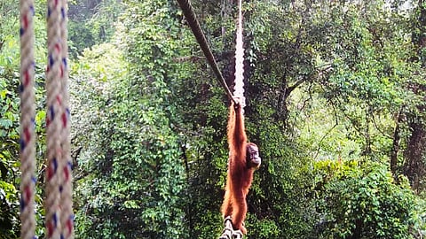 In this undated photo provided by Sumatran Orangutan Society/TaHuKah, a Sumatran orangutan crosses a canopy bridge that stretches over a road in Pakpak Bharat, North Sumatra, Indonesia.