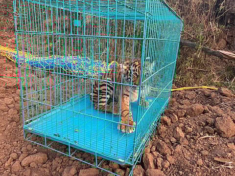 A tigress cub found roaming alone near the Muthinada forest boundary in Sholada village was rescued by staff of the Nilgiris forest division on Sunday. The cub is currently under the care of a veterinarian at an undisclosed location.