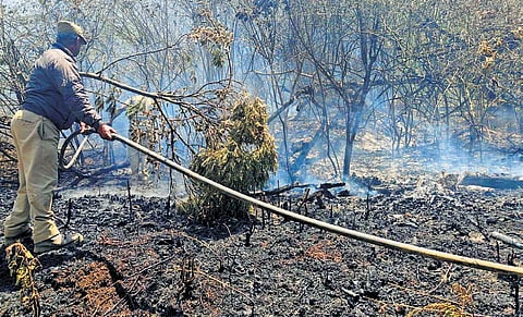 A forest staff dousing fire at Parsons Valley in Nilgiris forest division.