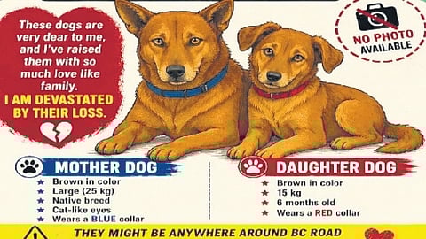 Mangaluru man searches for missing pet dogs allegedly dumped 30 km away from home by neighbour