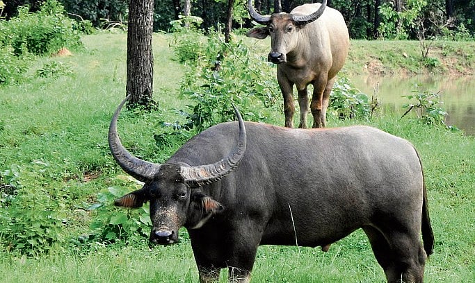 4 wild buffaloes from Kaziranga in Assam released at MP’s Kanha