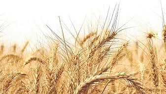 Delhi govt relaxes wheat procurement norms amid weather-hit crop quality