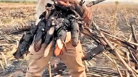 A farmer shows the charred remains of the burnt maize crop in Pembi of Nirmal district. It is suspected that sparks caused by friction between two high-tension wires triggered the blaze
