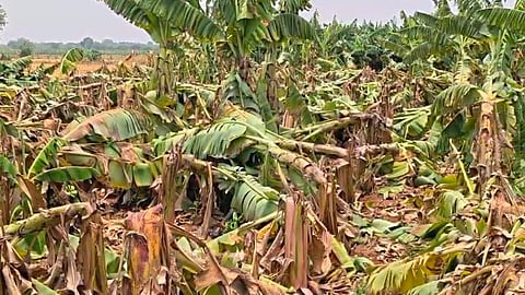 With the unseasoned rains and strong winds occurred on Tuesday, Banana crop fields damaged badly in Markapuram (M) district limits. 