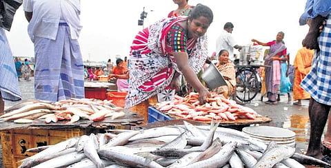A woman arranging fish for sales at Kasimedu market in Chennai 