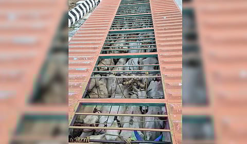 Over 40 oxen tightly packed inside the container lorry near Ambur.