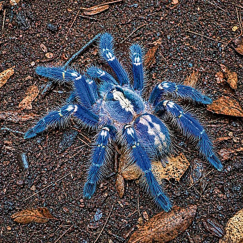 An Old World rare blue spider catches conservation attention in Andhra