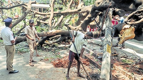 Workers replace an electric pole damaged by an uprooted tree behind ESI Hospital at Rajajinagar on Thursday.
