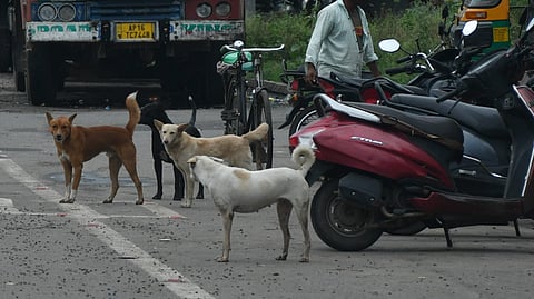 Stray dogs