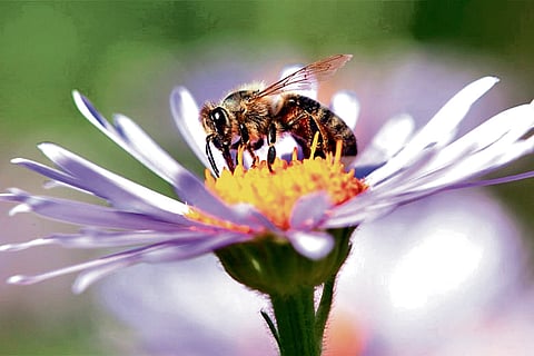 There is a lot more buzzing about honeybees