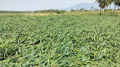 crop