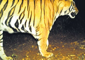 MP tiger traverses 1,000 km into Odisha's Bonai Forest Division