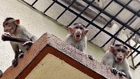 Monkey raids on houses, farms unsettle residents of Manapparai in Tamil ...
