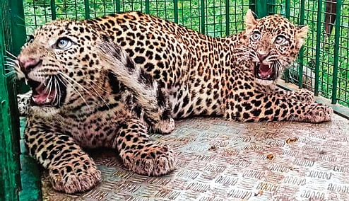 Rescued leopards on rise; forest, Bannerghatta park officials plan ...