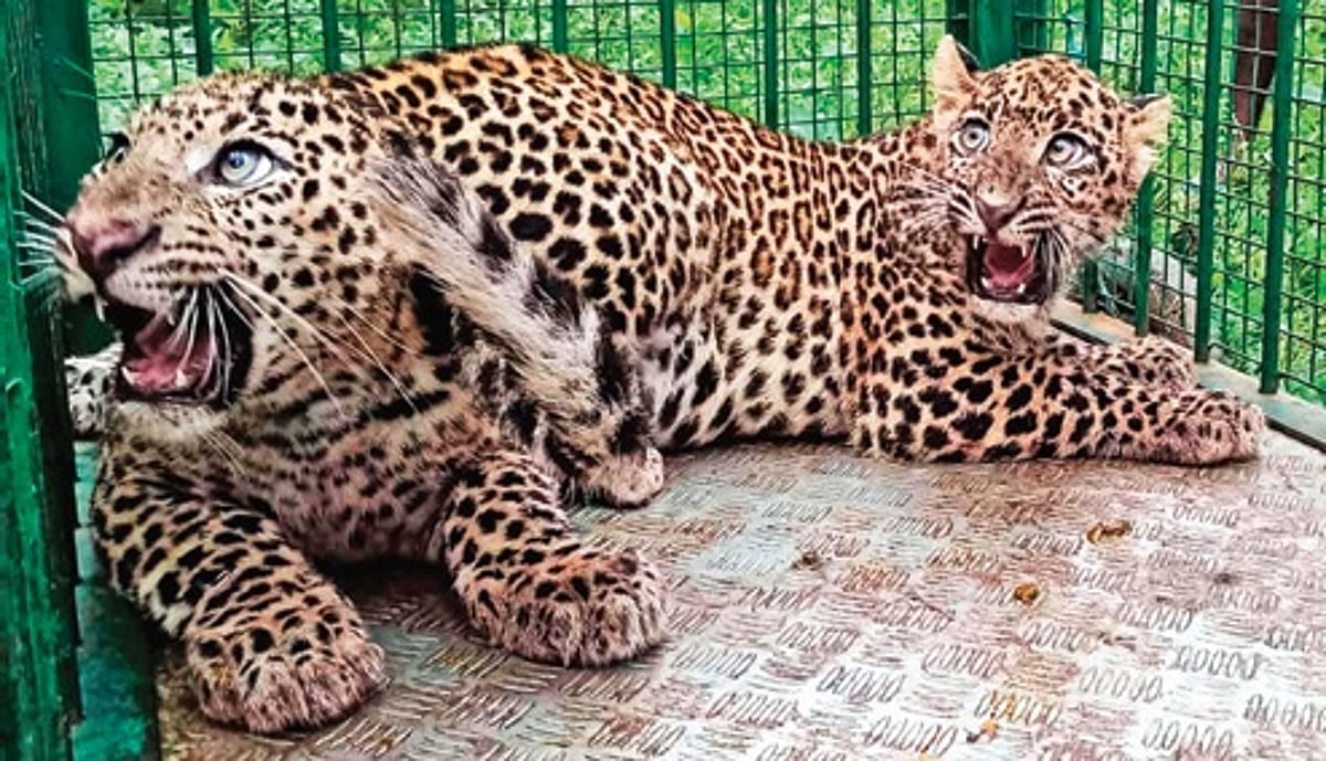 Rescued leopards on rise; forest, Bannerghatta park officials plan ...