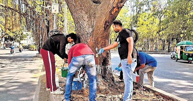 Trees in Bengaluru get a ‘sunscreen’ coating to cool off