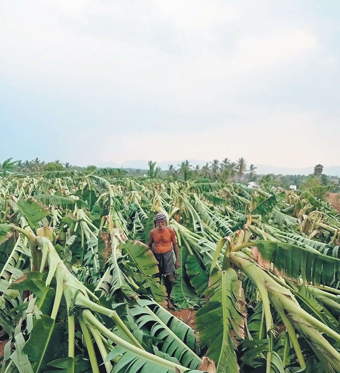 Gone with the wind in four days: 1.86L banana trees fall in Erode