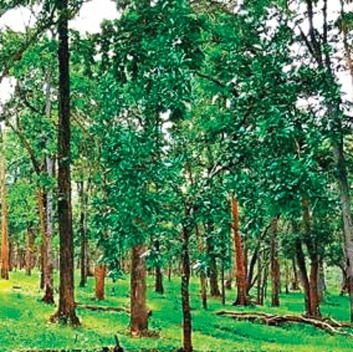 Encroched 7.65 Lakh acres of Telangana forest encroached