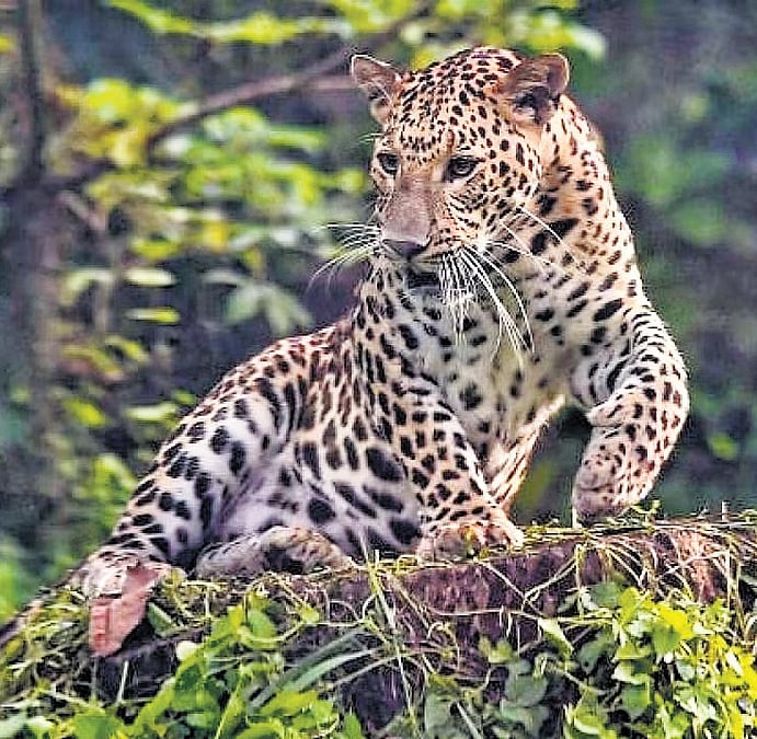 Leopard count dips amid rising cases of human-wildlife conflicts in Uttarakhand