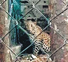 Leopard enters school, attacks man in TN's Tirupattur; Steps on to ...