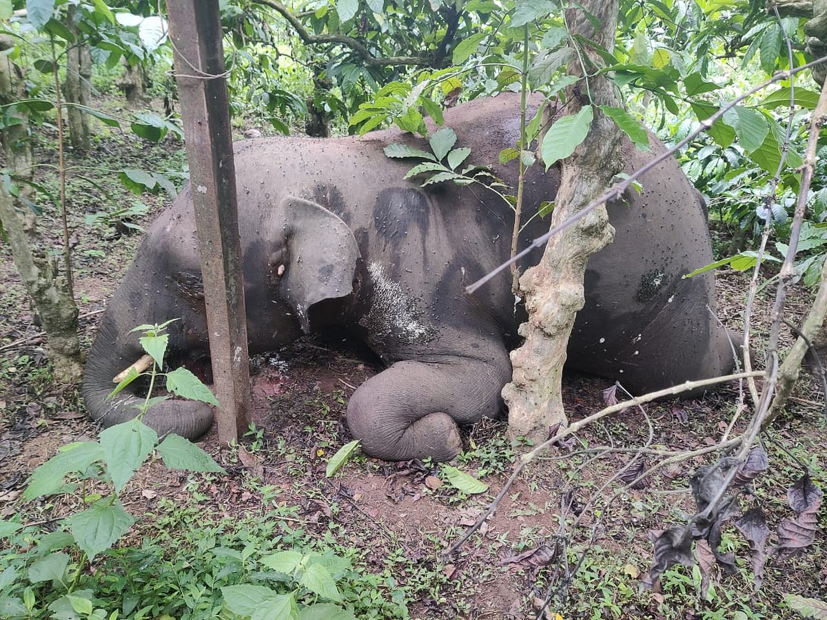 One wild elephant drowns, another electrocuted in Kodagu
