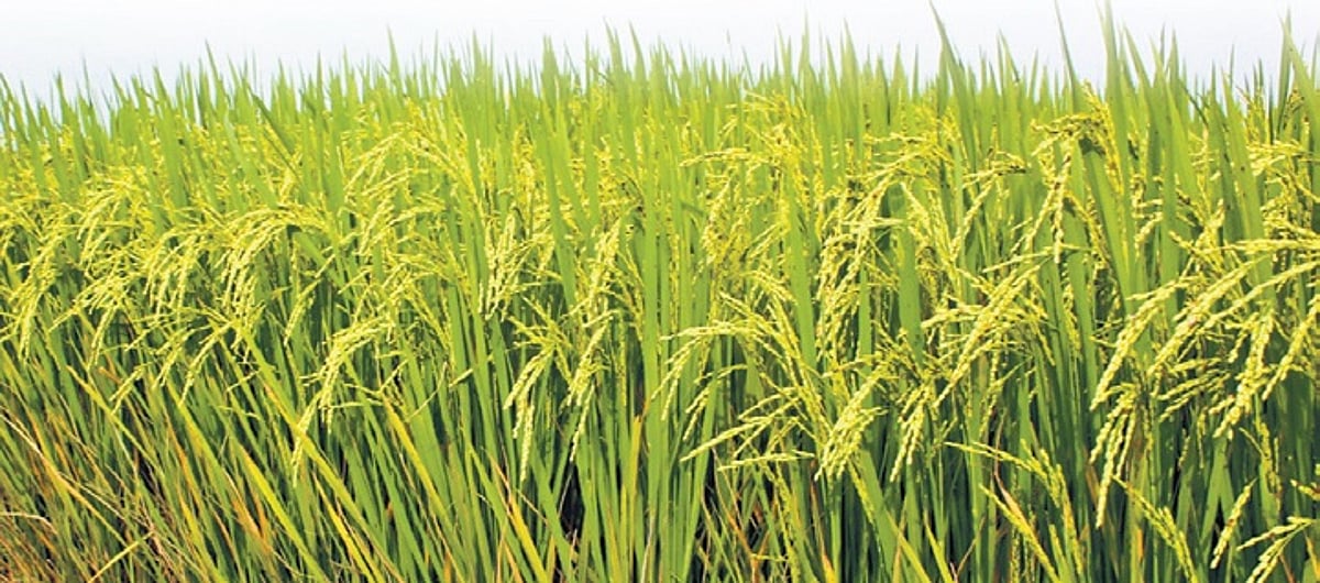 Climate Resistant Rice Odisha: NRRI develops three climate change resilient rice types