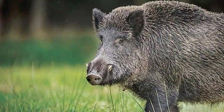 Rampant poaching threatens wild boars in Odisha's Balangir district
