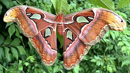 PhD scholar documents 450 moth species in Kanniyakumari sanctuary ...