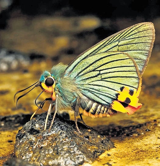 With-446-species-K.jpg?rect=0,