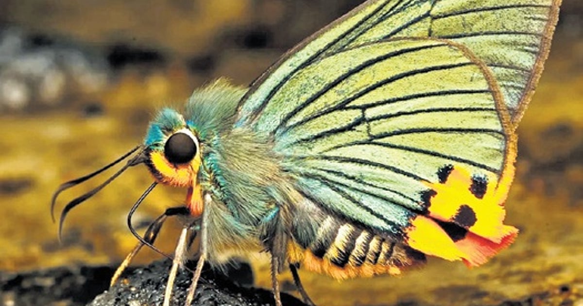 With 446 species, Kaziranga emerges India’s second butterfly diversity hub