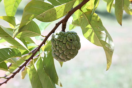 Balanagar custard apple inches closer to GI tag