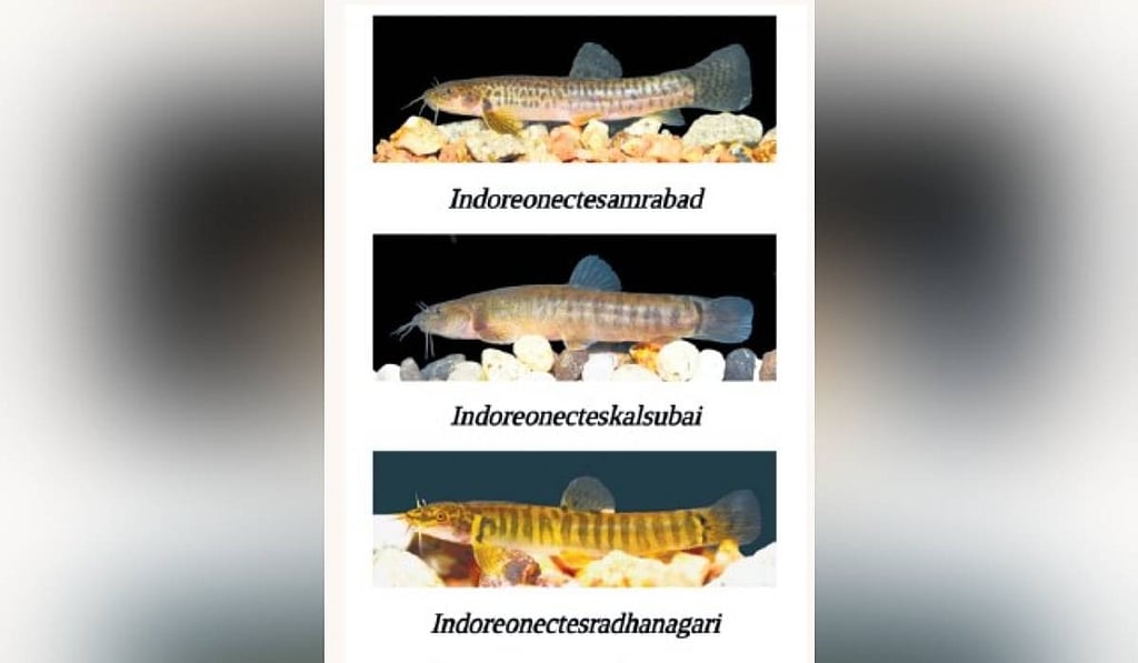 New fish species discovered in Telangana, Maharashtra