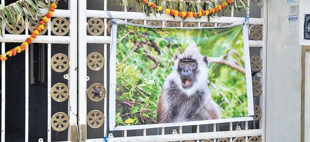 Catch a monkey, take Rs 850: Karimnagar mayor at anti-simian drive